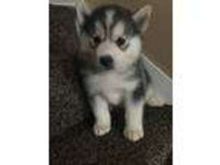 Siberian Husky Puppy for sale in Akron, OH, USA