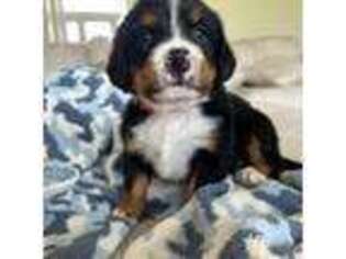 Bernese Mountain Dog Puppy for sale in Liberty, MO, USA