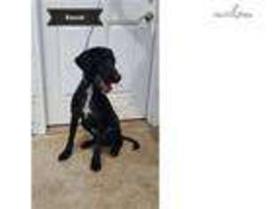 Labradoodle Puppy for sale in Lawrence, KS, USA