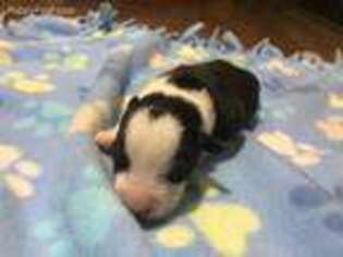 Cardigan Welsh Corgi Puppy for sale in Terrell, TX, USA