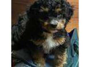 Cavapoo Puppy for sale in Franklinville, NY, USA