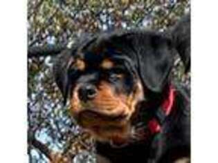 Rottweiler Puppy for sale in Port Orchard, WA, USA