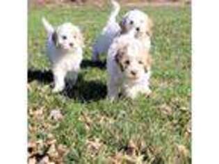Mutt Puppy for sale in Bellingham, MN, USA