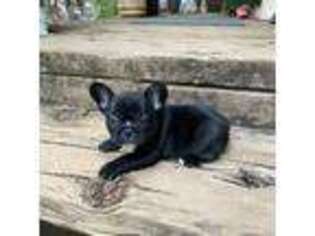 French Bulldog Puppy for sale in Pioneer, CA, USA