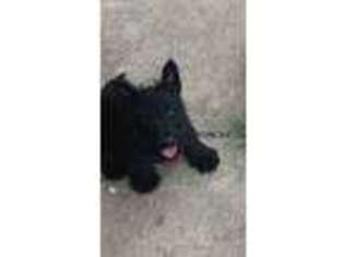 Medium Photo #1 Scottish Terrier Puppy For Sale in Great Bend, KS, USA
