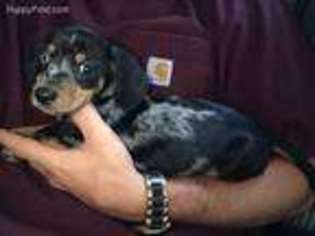 Dachshund Puppy for sale in Vancouver, WA, USA