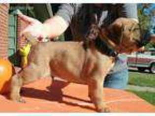 Cane Corso Puppy for sale in Salina, KS, USA