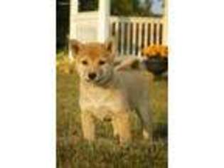 Shiba Inu Puppy for sale in Mifflintown, PA, USA