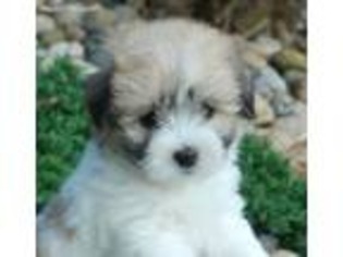 Coton de Tulear Puppy for sale in Plainwell, MI, USA