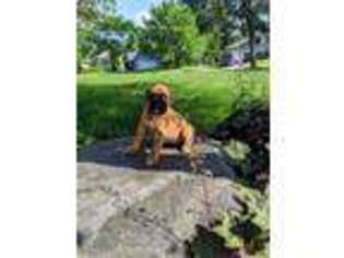Boxer Puppy for sale in Andover, MN, USA