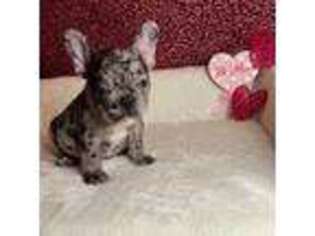French Bulldog Puppy for sale in Franklin, NC, USA