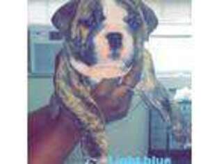 Bulldog Puppy for sale in Sherwood, AR, USA
