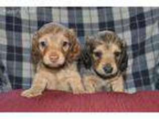 Dachshund Puppy for sale in Valley Springs, CA, USA