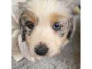 Miniature Australian Shepherd Puppy for sale in Denton, TX, USA