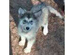 Alaskan Husky Puppy for sale in Cameron, SC, USA