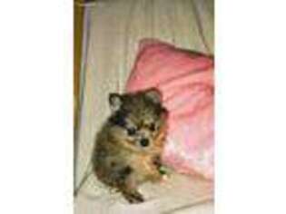 Pomeranian Puppy for sale in Wills Point, TX, USA