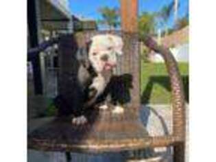 Olde English Bulldogge Puppy for sale in Murrieta, CA, USA