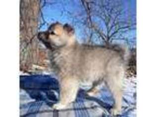 Siberian Husky Puppy for sale in Marietta, GA, USA