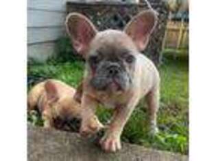 French Bulldog Puppy for sale in Acworth, GA, USA