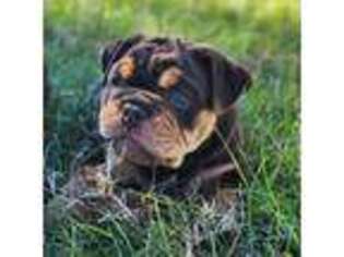Bulldog Puppy for sale in Woodbridge, VA, USA