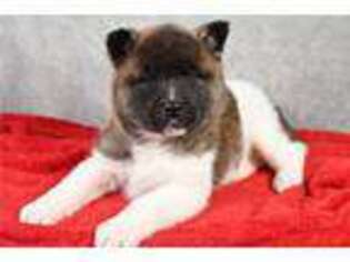 Akita Puppy for sale in Canton, OH, USA