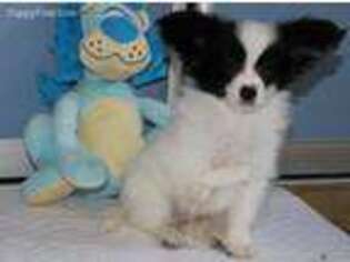 Papillon Puppy for sale in Brooklyn, NY, USA