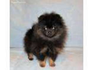 Pomeranian Puppy for sale in Sandy Hook, KY, USA