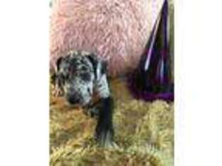 Great Dane Puppy for sale in Waymart, PA, USA