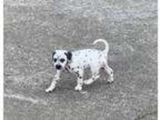 Dalmatian Puppy for sale in Chatsworth, GA, USA