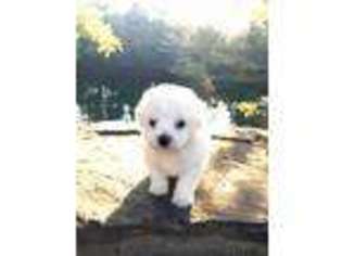 Bichon Frise Puppy for sale in Searcy, AR, USA