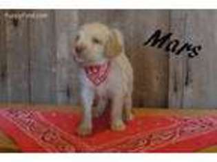 Labradoodle Puppy for sale in New Oxford, PA, USA