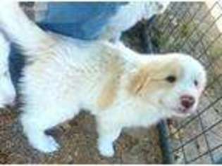 Great Pyrenees Puppy for sale in Clovis, NM, USA