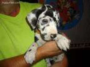 Great Dane Puppy for sale in Wharton, OH, USA