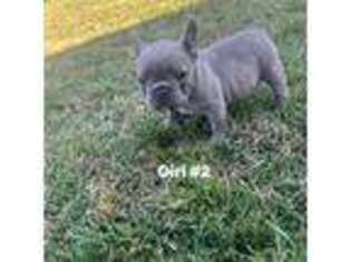 French Bulldog Puppy for sale in Ardmore, OK, USA
