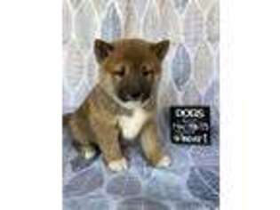 Shiba Inu Puppy for sale in Elkhart, IN, USA