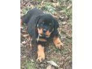 Rottweiler Puppy for sale in Sunman, IN, USA