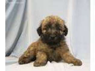 Soft Coated Wheaten Terrier Puppy for sale in Liberal, MO, USA