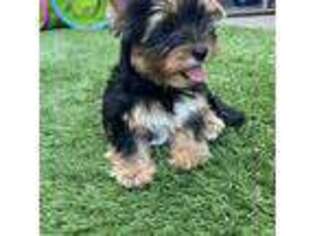 Yorkshire Terrier Puppy for sale in Lake Stevens, WA, USA