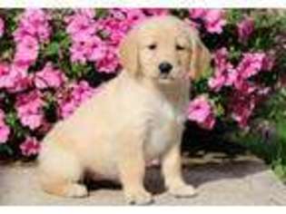 Golden Retriever Puppy for sale in Paradise, PA, USA