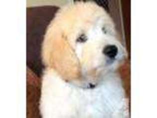Goldendoodle Puppy for sale in TRAVERSE CITY, MI, USA