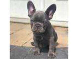 French Bulldog Puppy for sale in Fleming, CO, USA