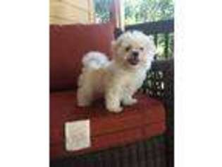 Maltese Puppy for sale in Humble, TX, USA