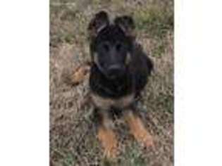 German Shepherd Dog Puppy for sale in Rosharon, TX, USA