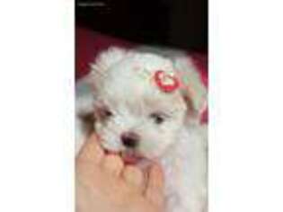 Maltese Puppy for sale in Des Plaines, IL, USA