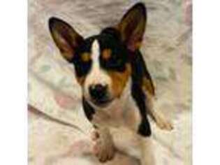 Basenji Puppy for sale in Texarkana, TX, USA
