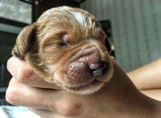 Labradoodle Puppy for sale in West Mifflin, PA, USA