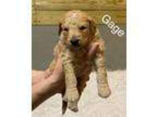 Goldendoodle Puppy for sale in New Palestine, IN, USA