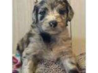 Mutt Puppy for sale in Lewisburg, KY, USA