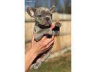 French Bulldog Puppy for sale in Helmetta, NJ, USA