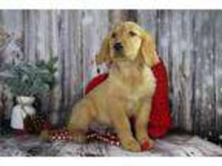 Golden Retriever Puppy for sale in Battle Creek, MI, USA